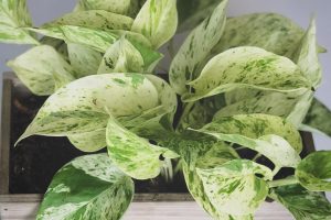 Harness The Power Of Feng Shui With Houseplants From Semi-Hydro!